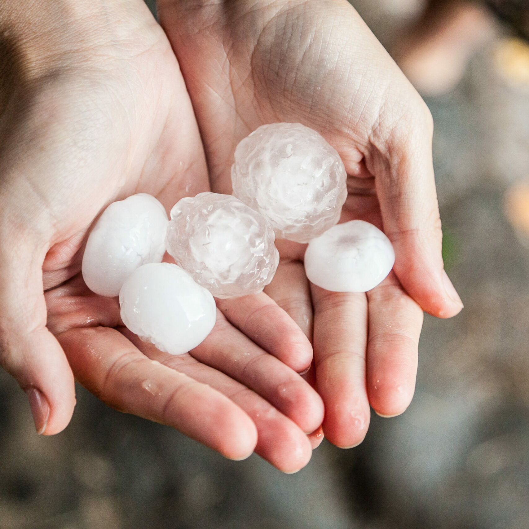 Hands holding hail stones after a hail storm to illustrate scale.